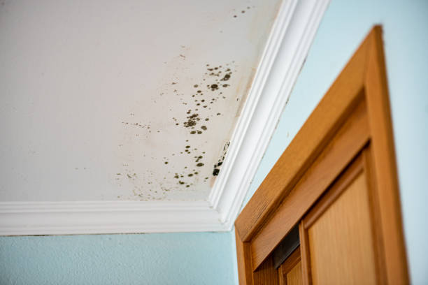 Best Crawl Space Mold Removal  in Olympia, SC