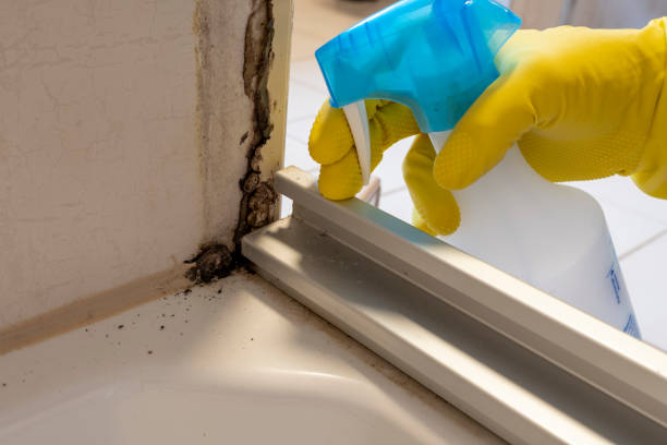 Best Office Mold Removal Services  in Olympia, SC