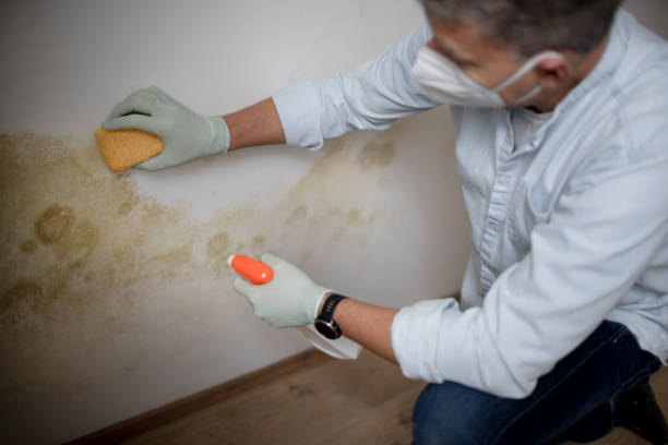 Office Mold Removal Services in Olympia, SC