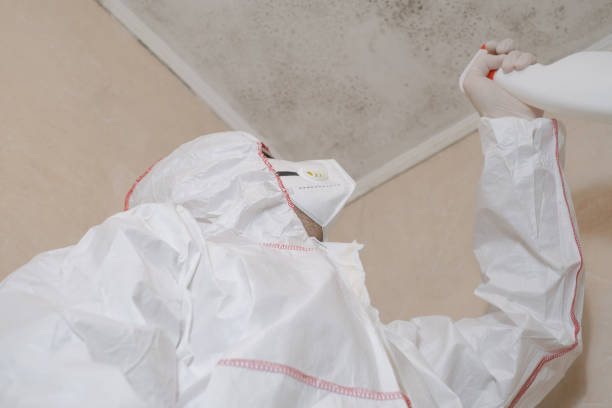 Best Attic Mold Removal  in Olympia, SC