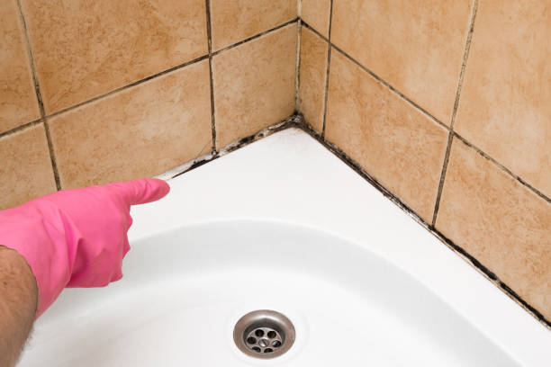 Professional Mold Removal in Olympia, SC