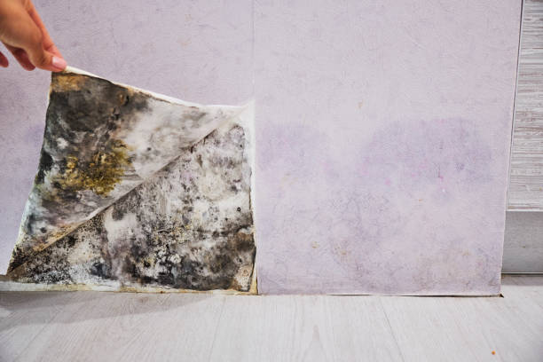 Best Same-Day Mold Removal  in Olympia, SC